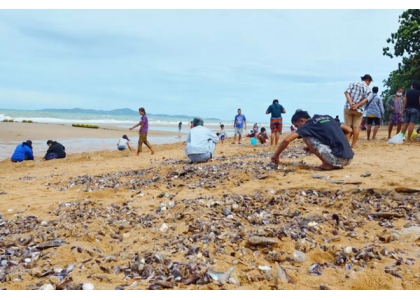 2020–08-04 飓风过后芭堤雅海滩爆量贻贝现踪